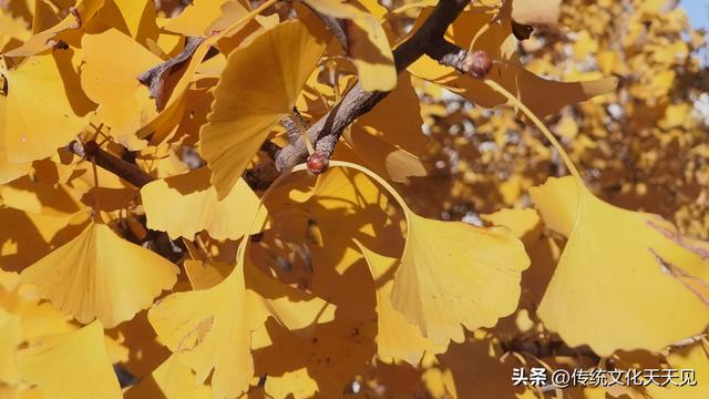 染黄了整个世界银杏叶醉了人心