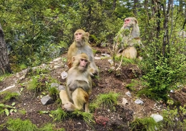 天道好轮回！57岁著名央视女主持王小丫，终于为自己的行为买单