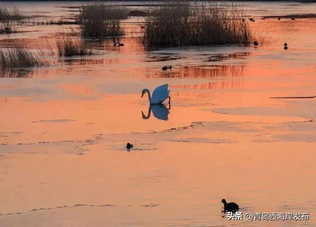 在唐岛湾，一起“鸥”遇吧！