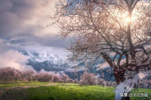 下月即将开爆！这才是 “中国最美春天”，一年仅20天可遇！