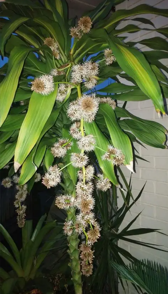 家里这8种特常见的盆栽绿植，只有极少花友看过它们开花