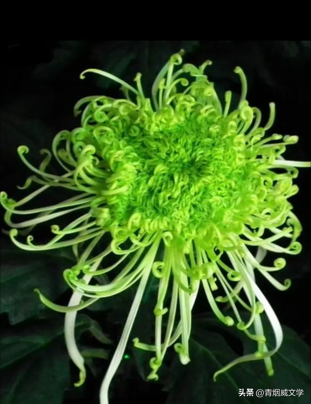 趵突菊韵 锦绣泉城