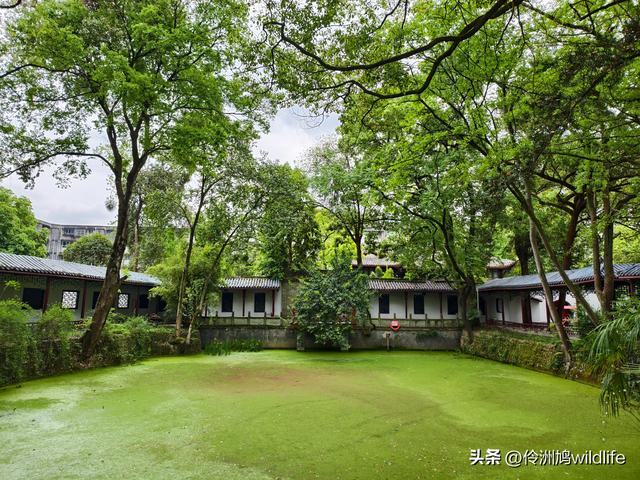 成都古镇（15）郫县唐昌古镇崇宁公园·大椿巷