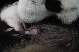 俄罗斯莫斯科动物园：熊猫幼崽“变黑了”图片