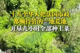 宇宙的尽头是中国人的菜地，法国市政都懒得管的荒地 被华人种满菜图片