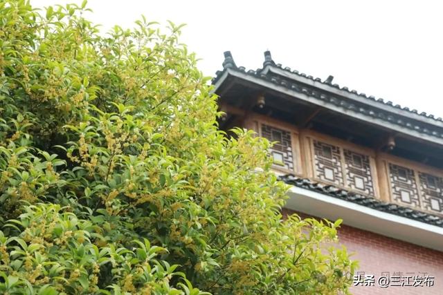 金秋桂香满侗乡