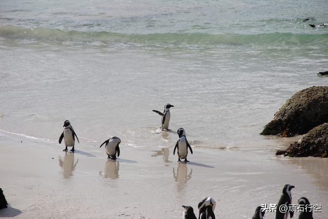 南部非洲：南非开普敦企鹅岛