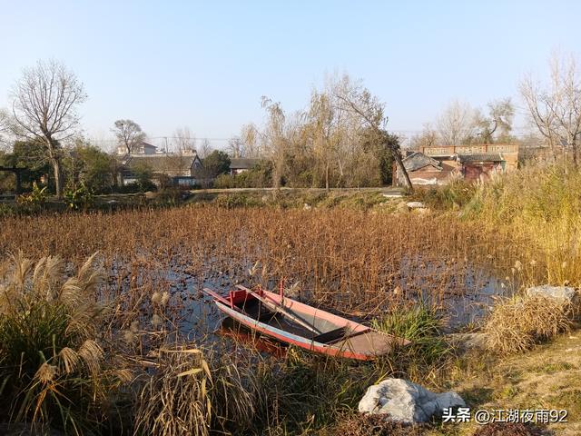 邓州韩营千年古柏，守望着禹庙和数万乡亲奋战过的引丹会战旧址