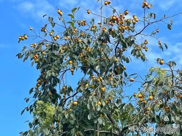 秋风起，浙江这条绝美海岛风光徒步穿越线路，可以安排了！