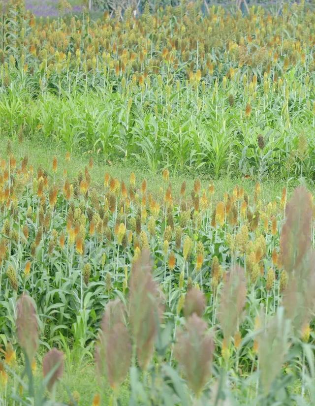 又有景区“升咖”了