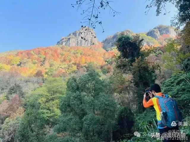 约吗?温州此处枫叶已渐红,这周末将进入赏红叶佳期!