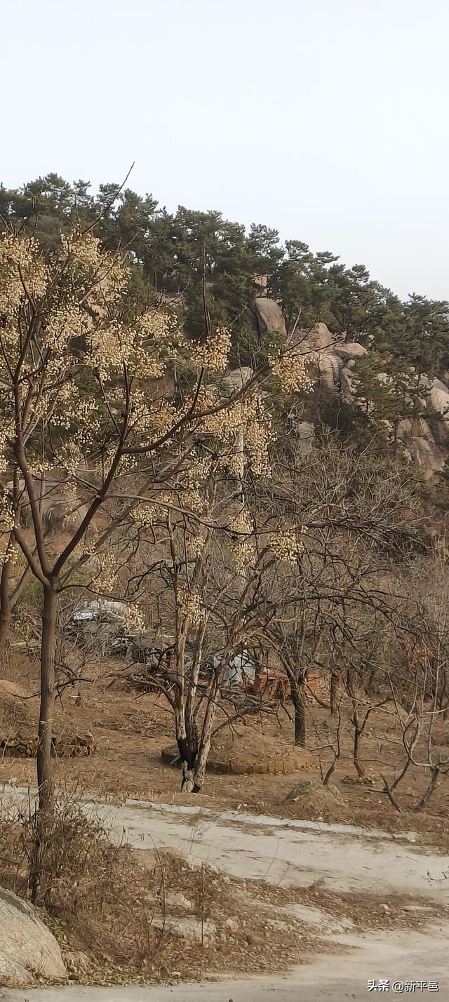 请到蒙山大洼来看“水杉落叶雨” 姜晓彬/图文