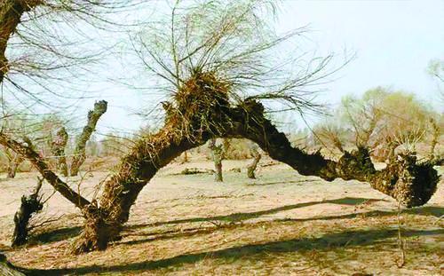 姚江边的那棵柳树