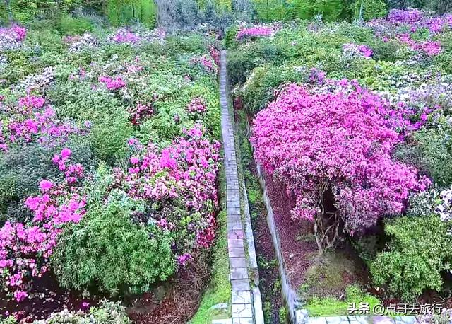 成都公园最大规模杜鹃花开了，200多亩花开成海，不要门票！
