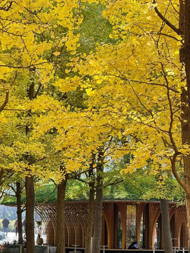 速来！海淀这份含“金”量超高的攻略请收好→