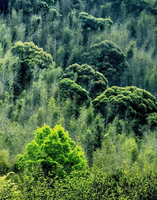 这不是神农架，是江西马头山国家自然保护区