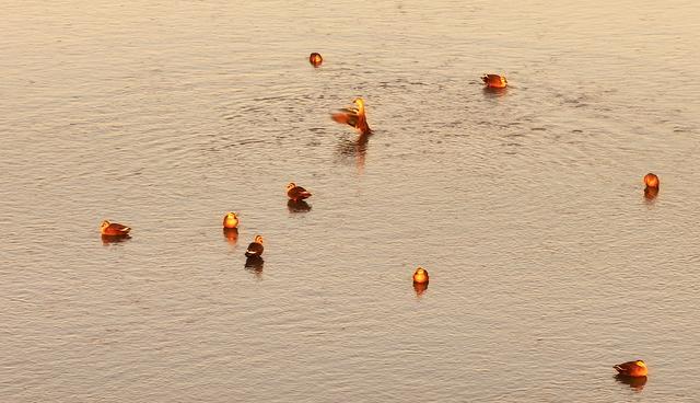 #运城头条#山西绛州：千年“水旱码头”天鹅“舞”古州