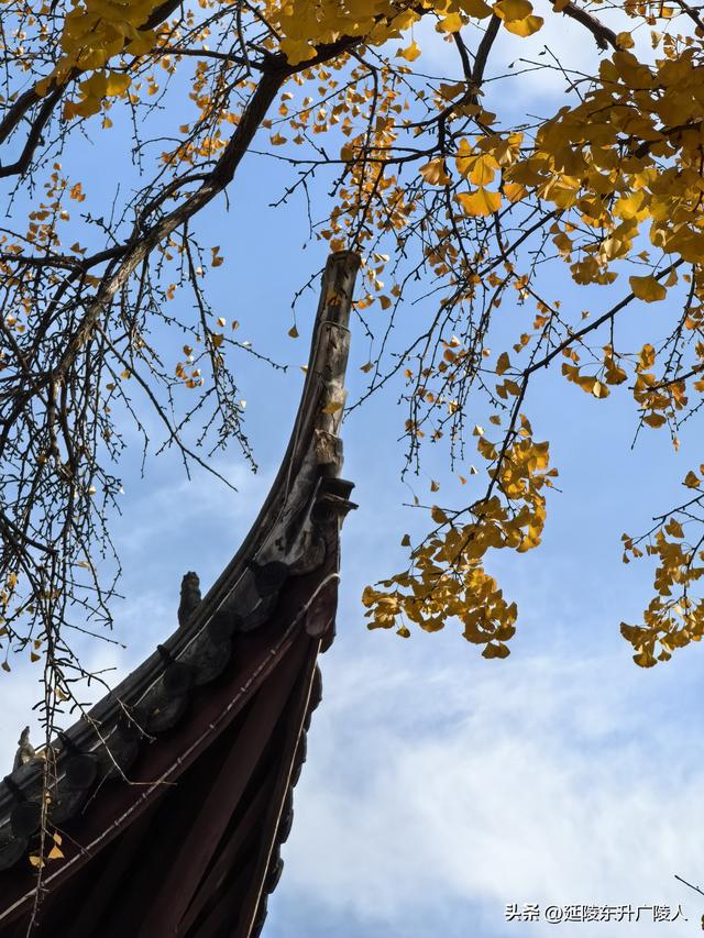常州城东横山桥白龙观 冬日菊花节 采菊东篱下，悠然见横山