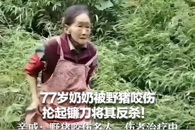 野猪咬伤人！77岁老奶奶拿刀反杀图片
