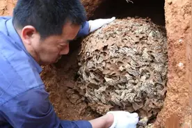 浙江一大坝挖出百万白蚁，三只蚁后生长超10年，能啃穿钢筋水泥？图片