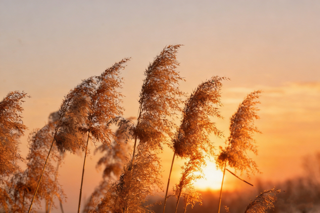 苇梢上的落日，是独属于淄博这里的浪漫！