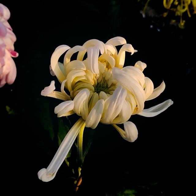 武汉动物园金秋菊展集锦