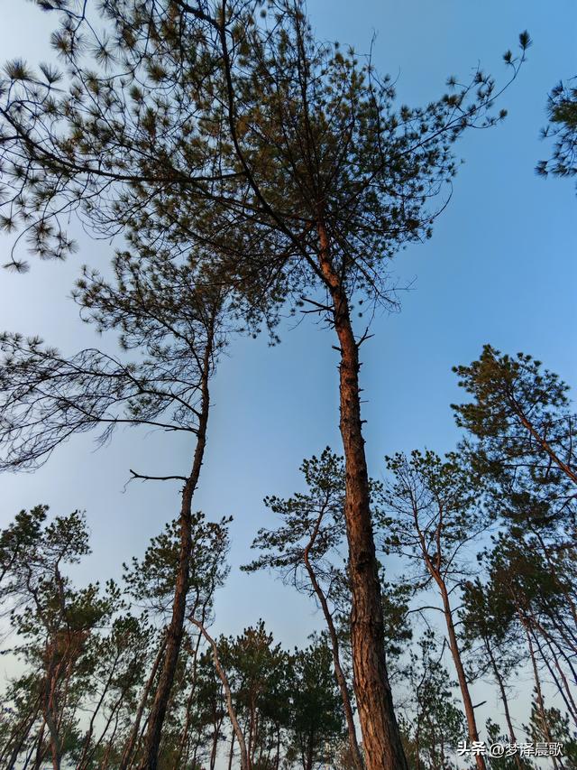 应城：有名店林场林荫步道 让你邂逅四季生态画卷