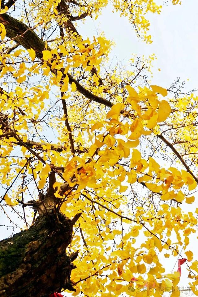 邂逅千年银杏，共赴一场时光之约