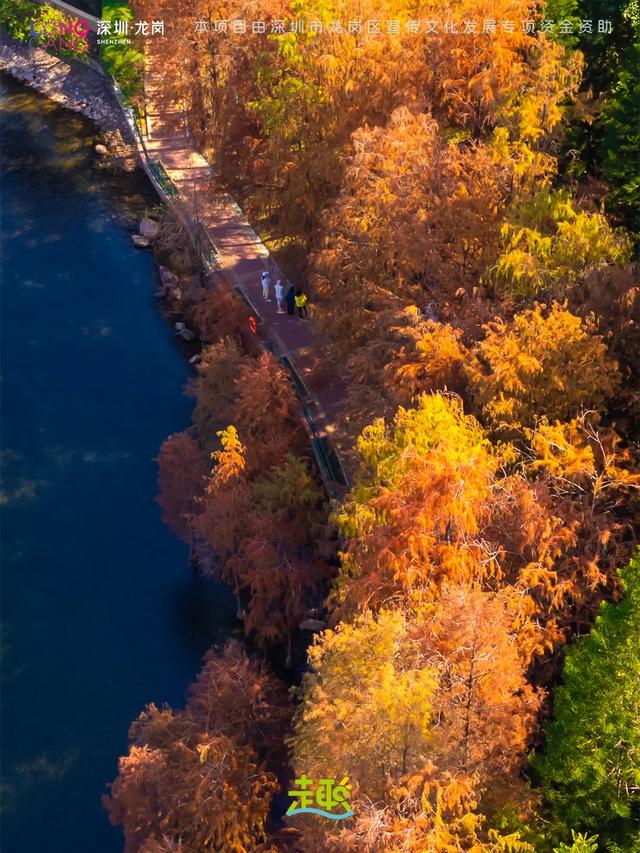 太出片啦！龙岗最浪漫的「美拉德季」即将到来！