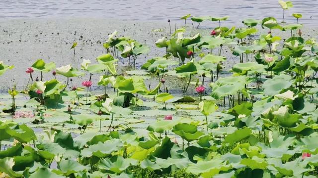 大美泌阳系列之菌都公园：荷香逸韵 秋染园景