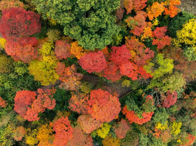 秋假免票福利+非遗羌历年双线发力，九皇山打造秋日文旅新场景