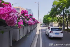 【省会桥上月季已进入盛花期】图片