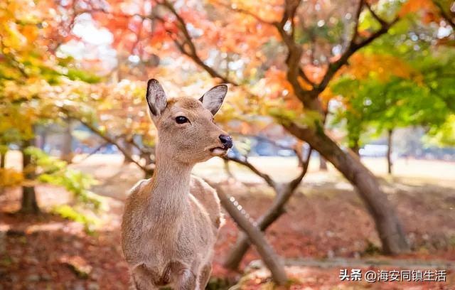 2025年海安云上森林超大规模网红粉黛花海+花海鹿群