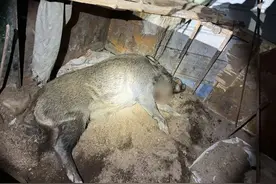 200多斤的野猪冲进村民家中，民警当场击毙图片