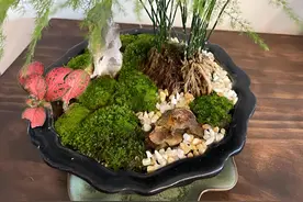 别再花钱买花了！这6种野草挖回家，随手一养秒变高级盆景图片