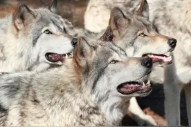 阿勒泰雪大成灾，狼害严重，军民联手驱狼，却遭狼反杀|故事图片