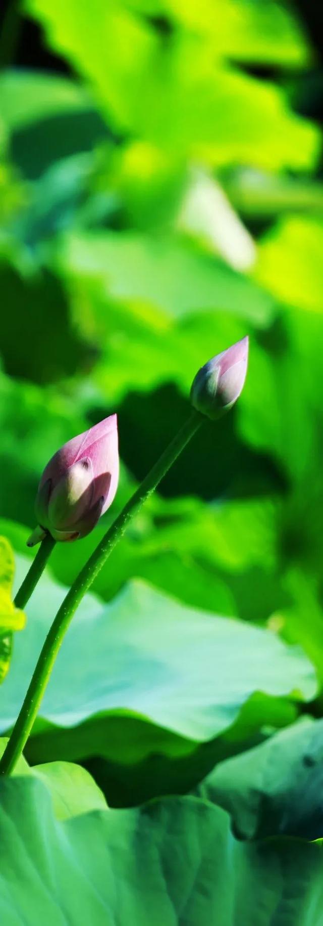 美丽西和 “荷”你有约