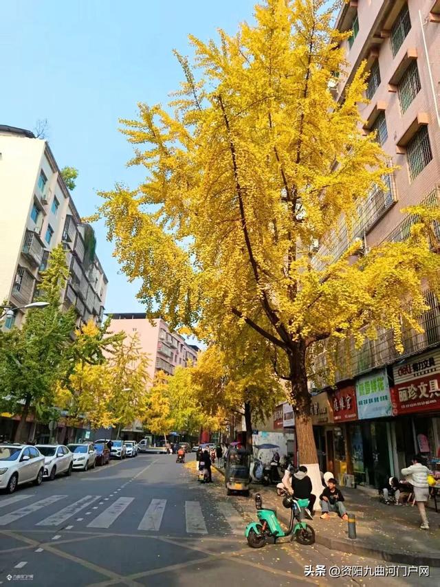 等了半个月！资阳小北街银杏终于黄透了