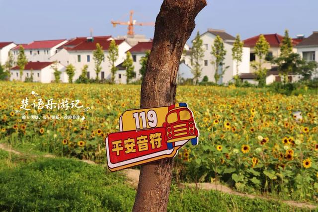 浙江宁波这片向日葵花海又火了，被誉为梵高画境，确实很值得游玩