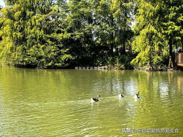 广州周末治愈地！地铁直达城央湿地，花湖鸟+草地野餐解锁松弛感