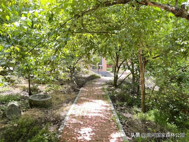 周末2h自驾消暑游,在黑河开启夏日清凉模式!