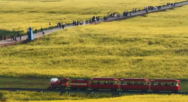 罗平百万亩油菜花绽放 踏青赏花正当时