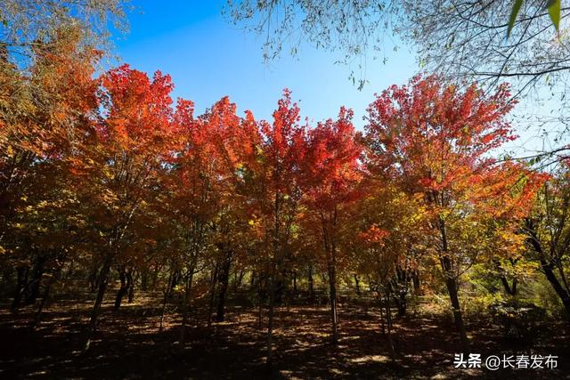 60周岁以上游客净月潭重阳节免票