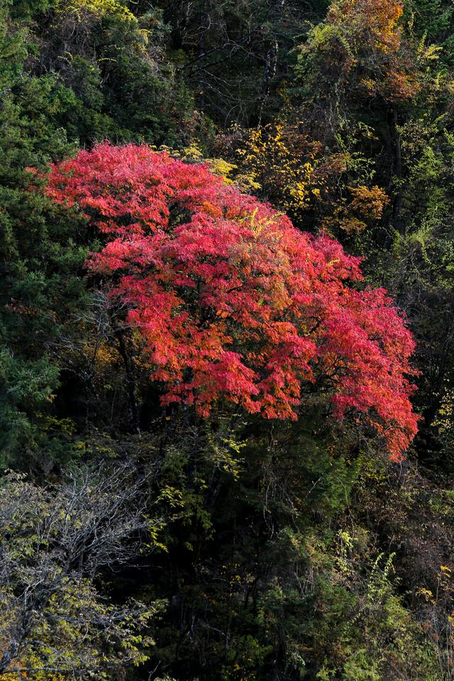 光影札记 | 黑水彩林：八十里画廊的彩林，藏着川西最绚烂的秋