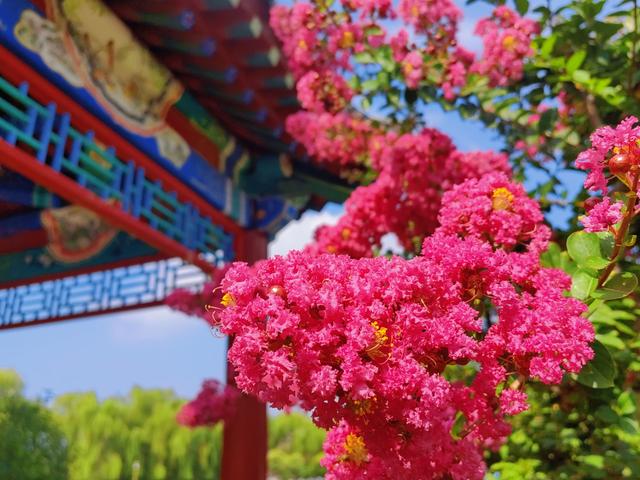 踏入虎山公园紫薇秘境，收藏夏日泰山的专属浪漫