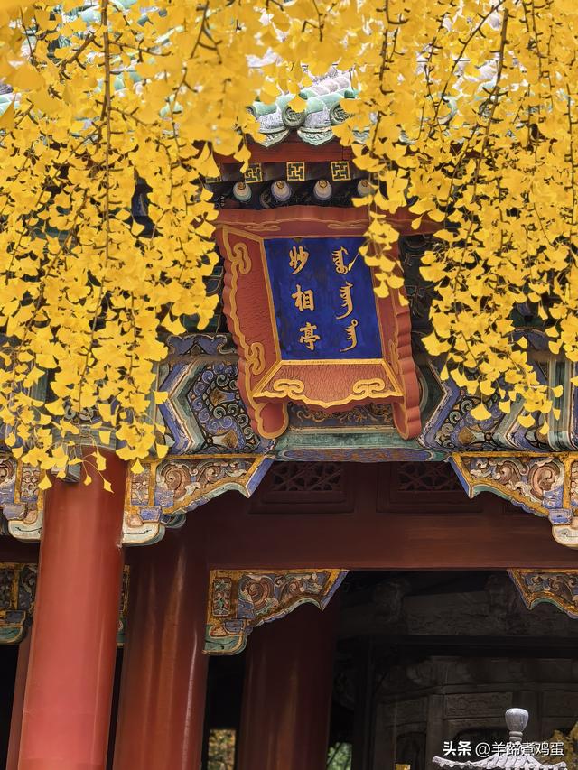 秋风独宠一园菊，晚来香艳出樊篱——北京北海公园2025年菊花展