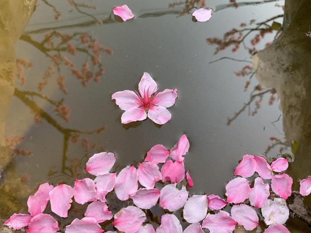 十二首描写三月的诗词，江南三月听莺天，桃花流水鳜鱼肥
