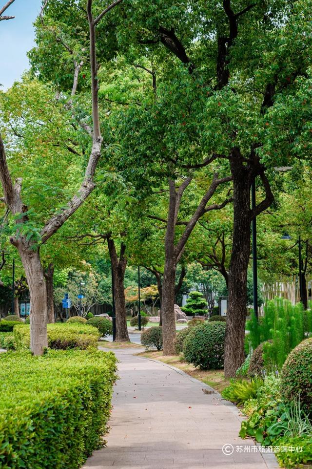 夏日清晨,在桐泾公园邂逅向日葵花海与童话小屋