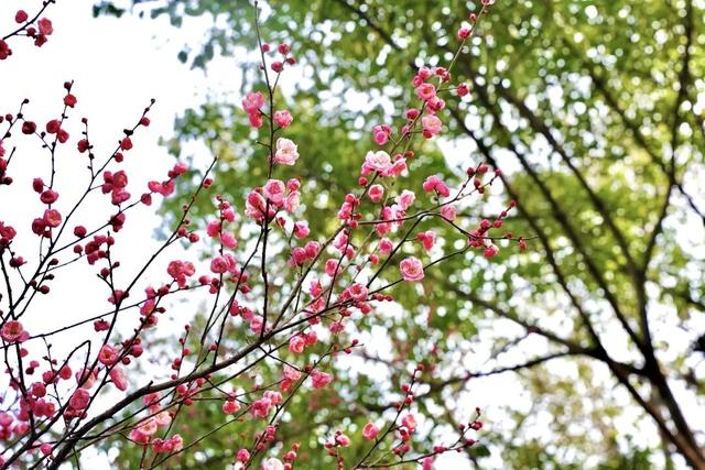 轨道公交直达！重庆红梅花海已上线，速来打卡→