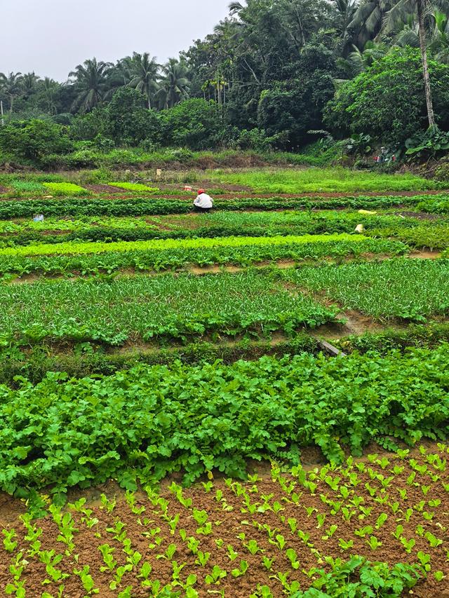 又回海南天来泉